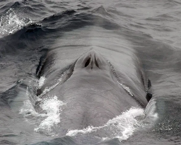 Right whale baleen plates