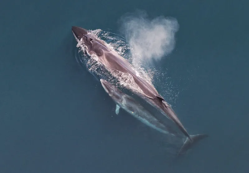 Sei whales, mother and calf