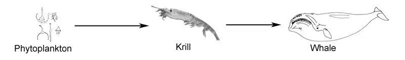 antarctic food chain