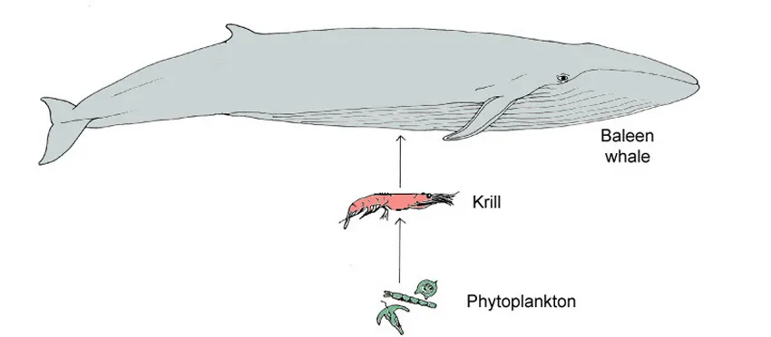 antarctica food chain