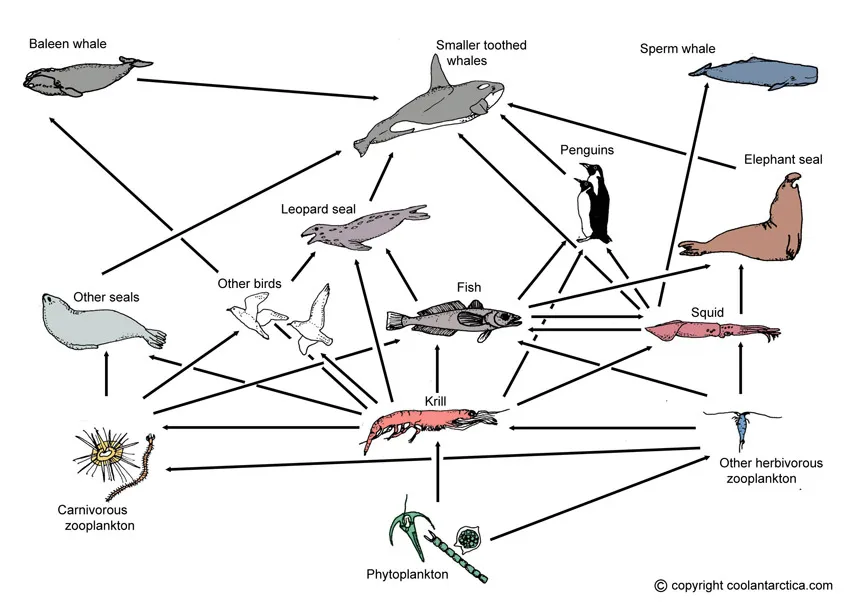 antarctica food web