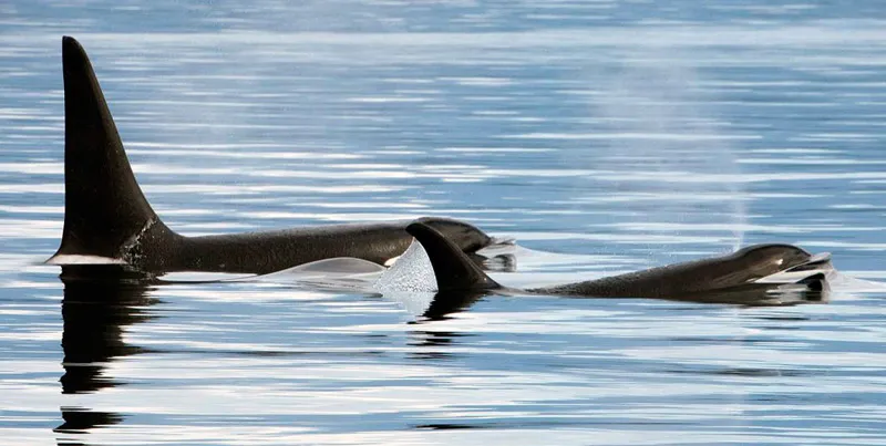 Killer whale and calf, spyhopping