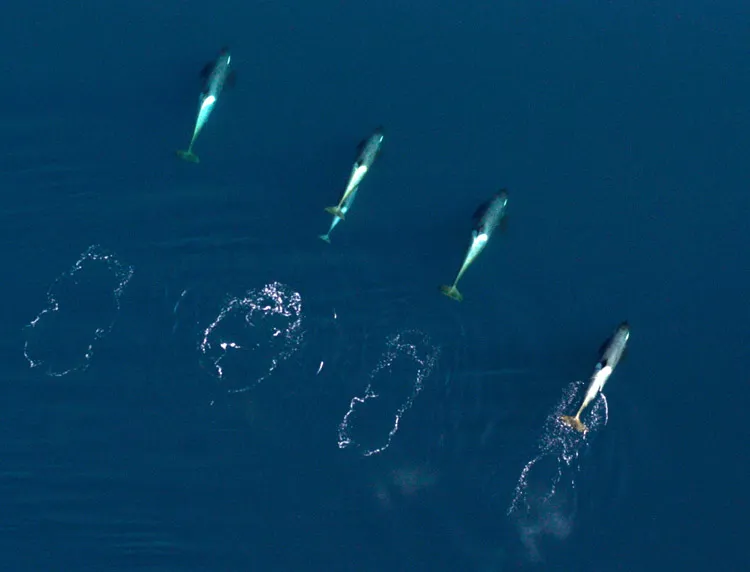 Killer whale and calf, spyhopping