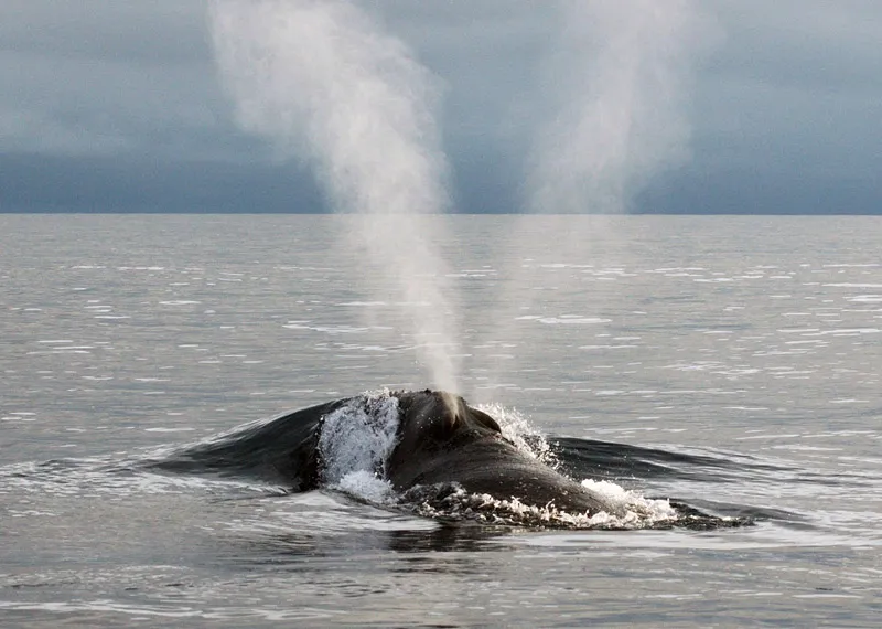 Southern right whale