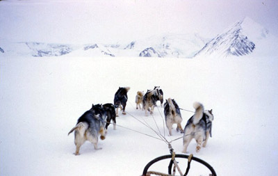 Dog Team Pulling Sledge