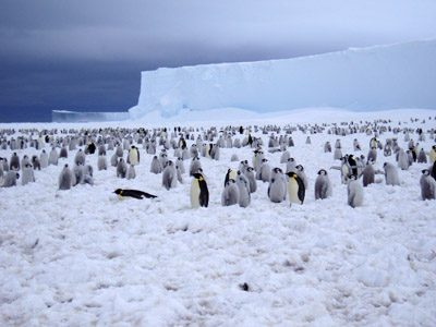 Windy Creek, Brunt Ice Shelf