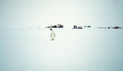 Emperor Penguin