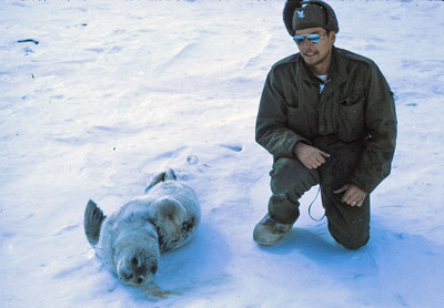 Adelie penguin