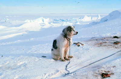 Adelie penguin