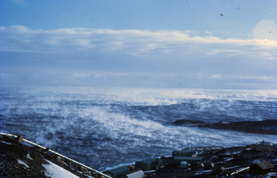 Adelie penguin