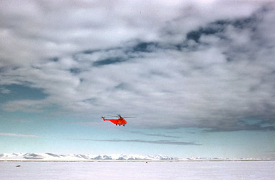 Adelie penguin