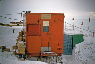 Adelie penguin