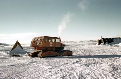 Adelie penguin