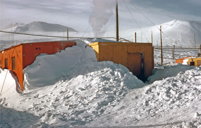 Adelie penguin