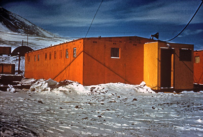 Adelie penguin