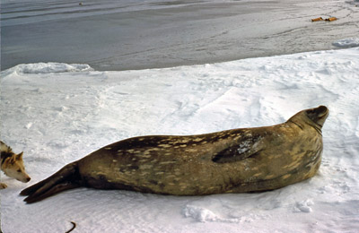 Adelie penguin