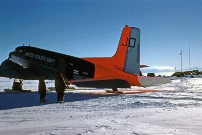 Adelie penguin