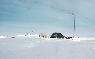 Adelie penguin