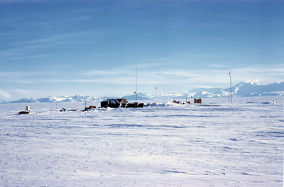 Adelie penguin