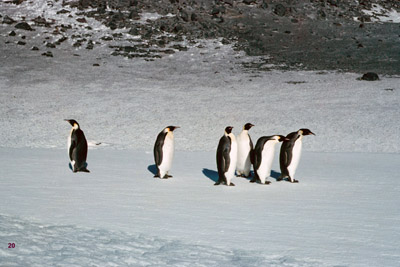 Emperor penguins