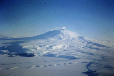 Adelie penguin