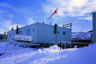 Adelie penguin