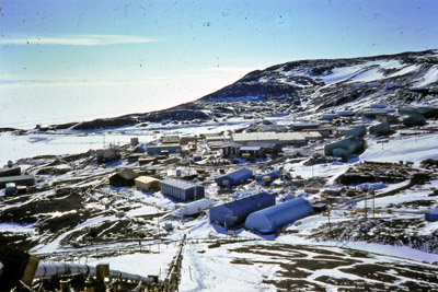 Adelie penguin