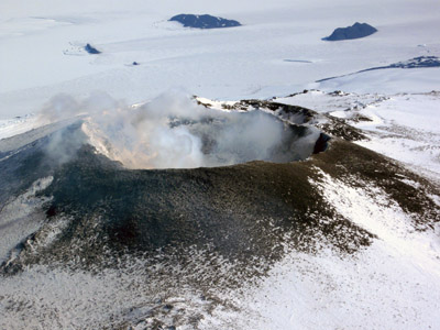 Adelie penguin