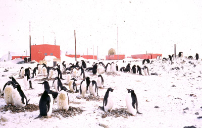 Adelie penguin