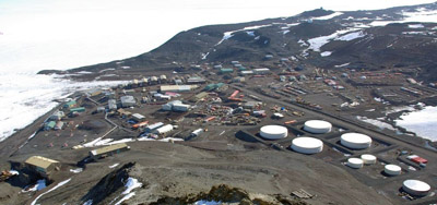 Adelie penguin