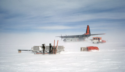 Adelie penguin