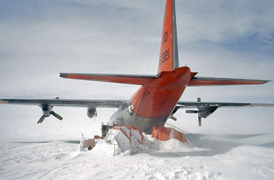 Adelie penguin