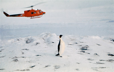 Adelie penguin