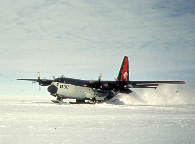 Adelie penguin