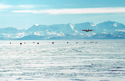 Adelie penguin