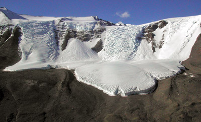 Adelie penguin