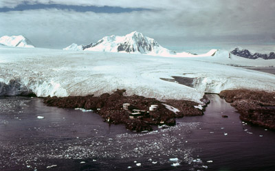 Adelie penguin