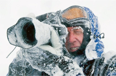 Adelie penguin