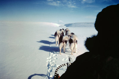 Adelie penguin