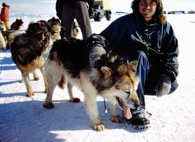 Adelie penguin