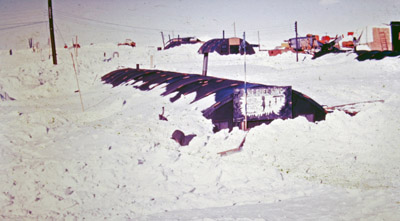 Adelie penguin