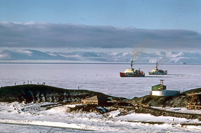 Adelie penguin