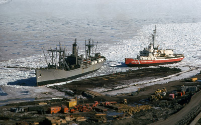 Adelie penguin