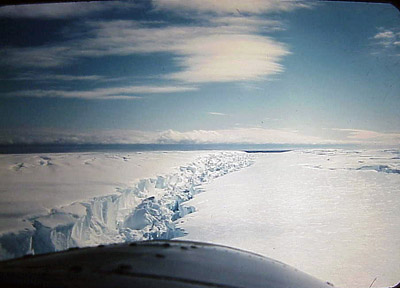 Adelie penguin