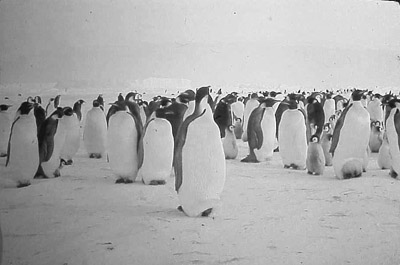 Adelie penguin