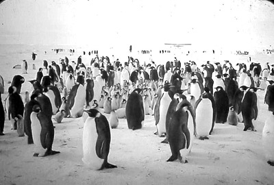 Adelie penguin