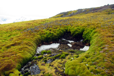 Moss bank