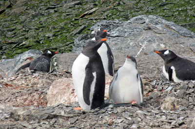 Gentoo penguins