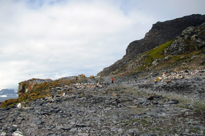 Small gentoo colonies near North Point below Robin