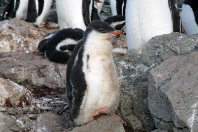 Gentoo chick